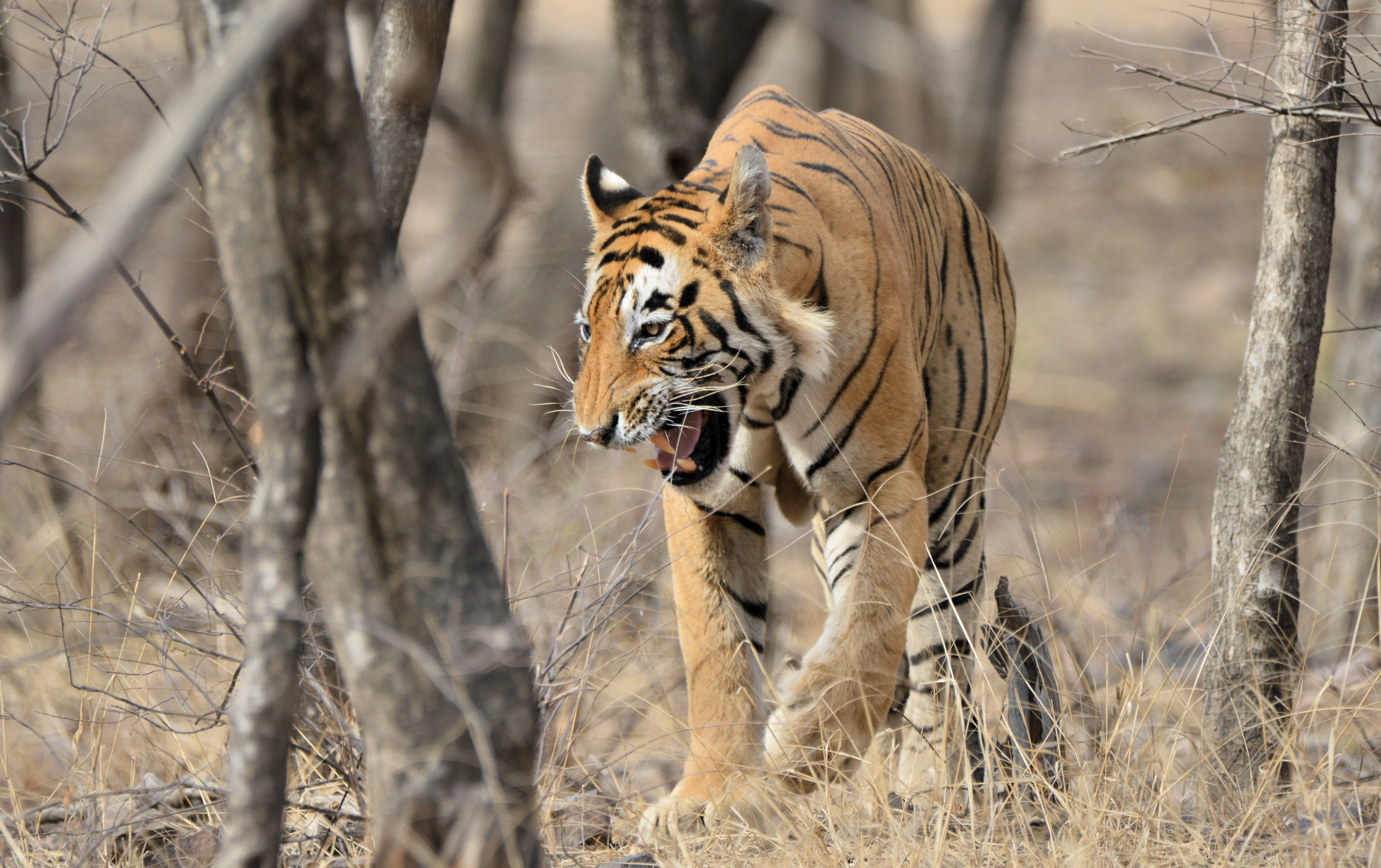 Alpha Male Tiger